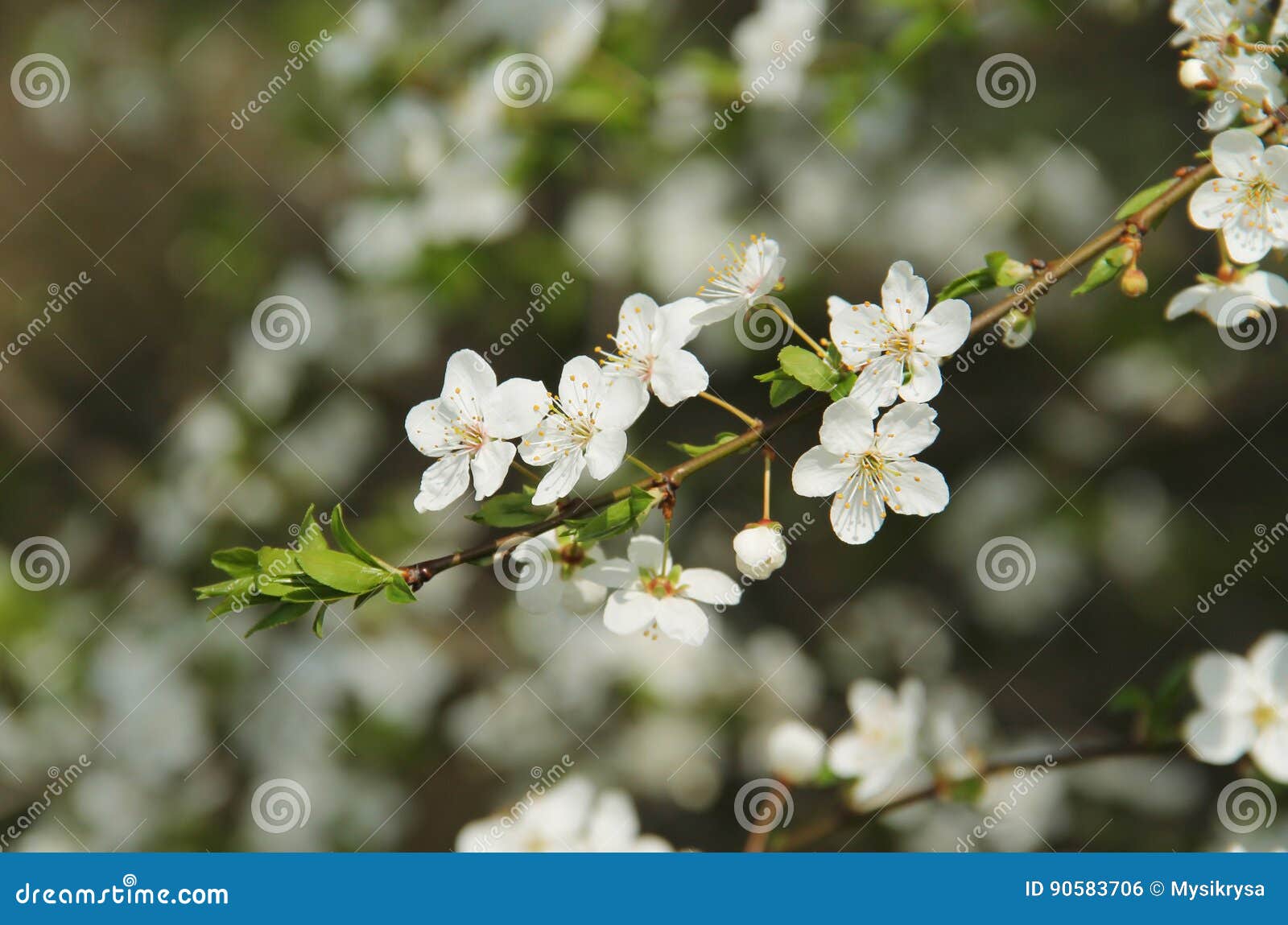 White cherry blossoms stock photo. Image of blossoms 90583706