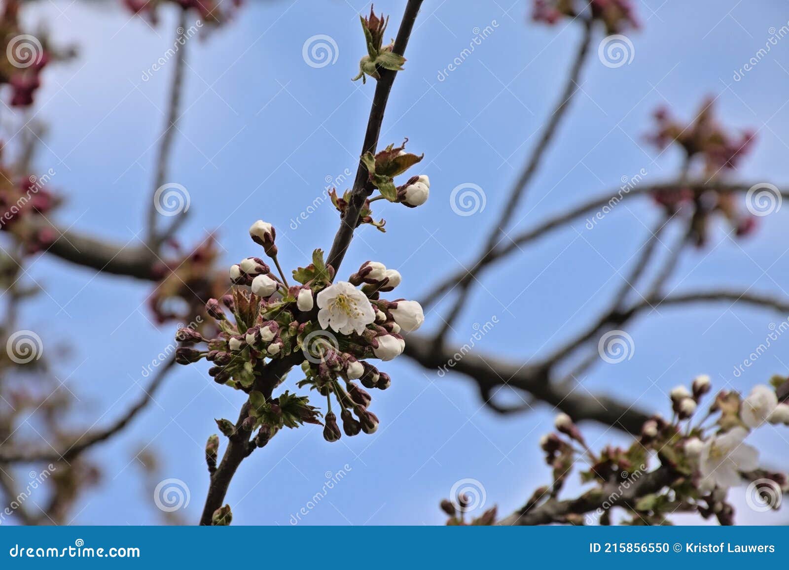 white cherry plum buds and flowers on a branch