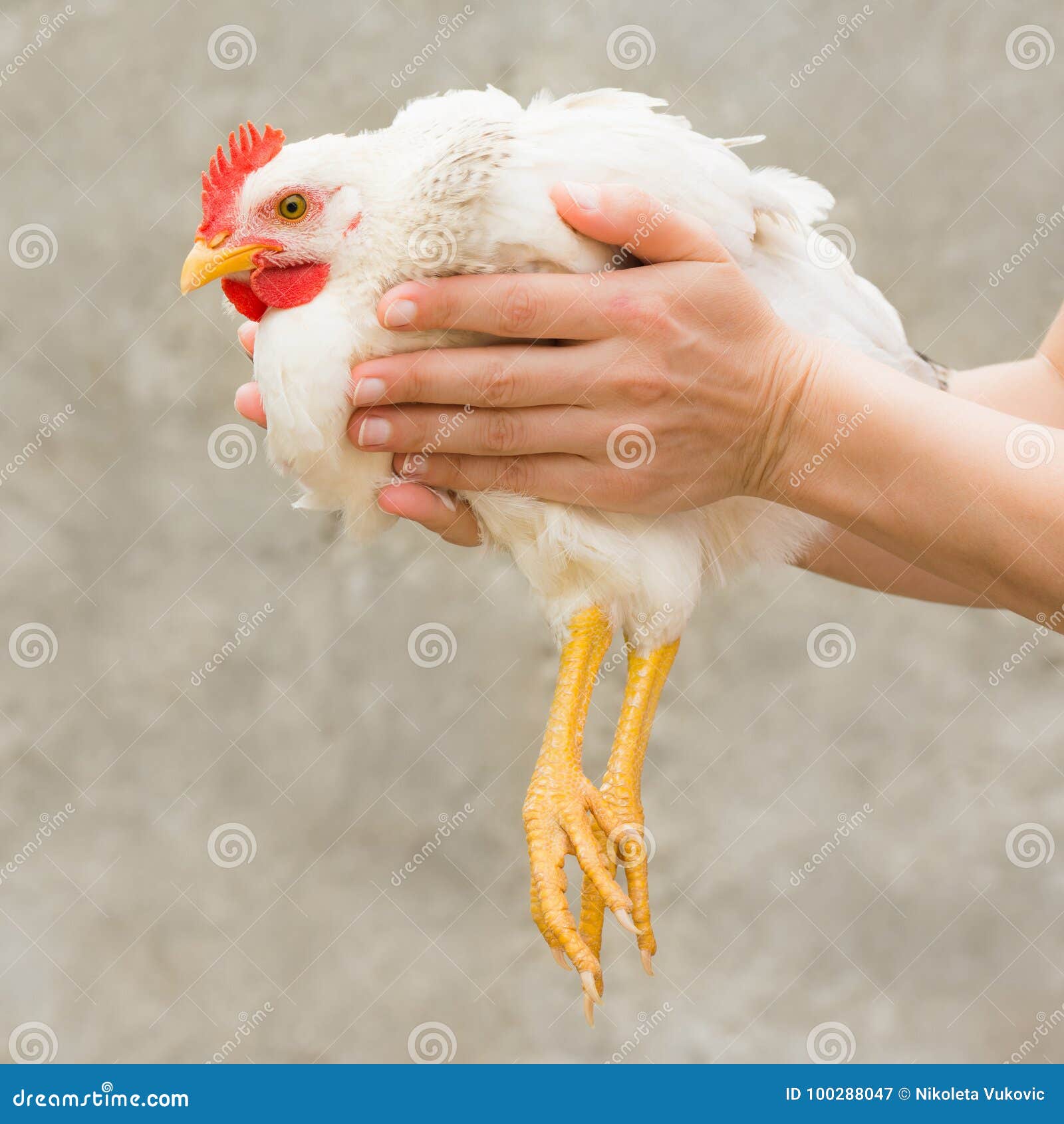 White Chicken in Female Hands Stock Image - Image of livestock, bird: 100288047 White Chicken in Female Hands Stock Image - Image of livestock, bird: 100288047
