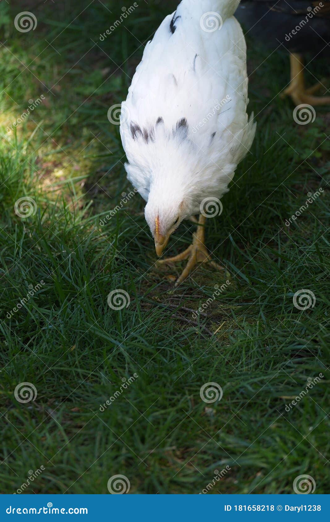 chicken down feathers