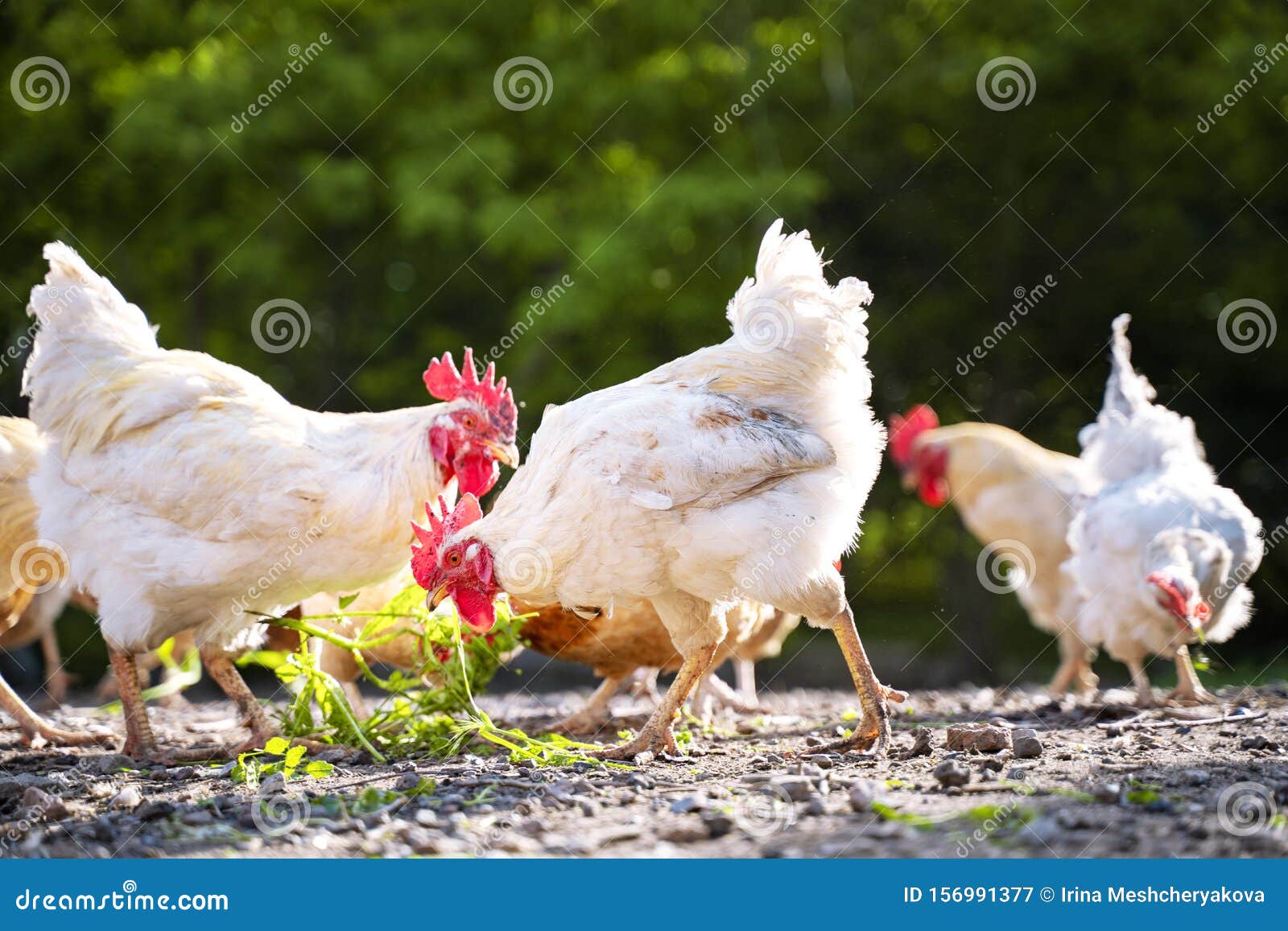 White Chickens Eating Grass at Sunset on the Yard Stock Image Image