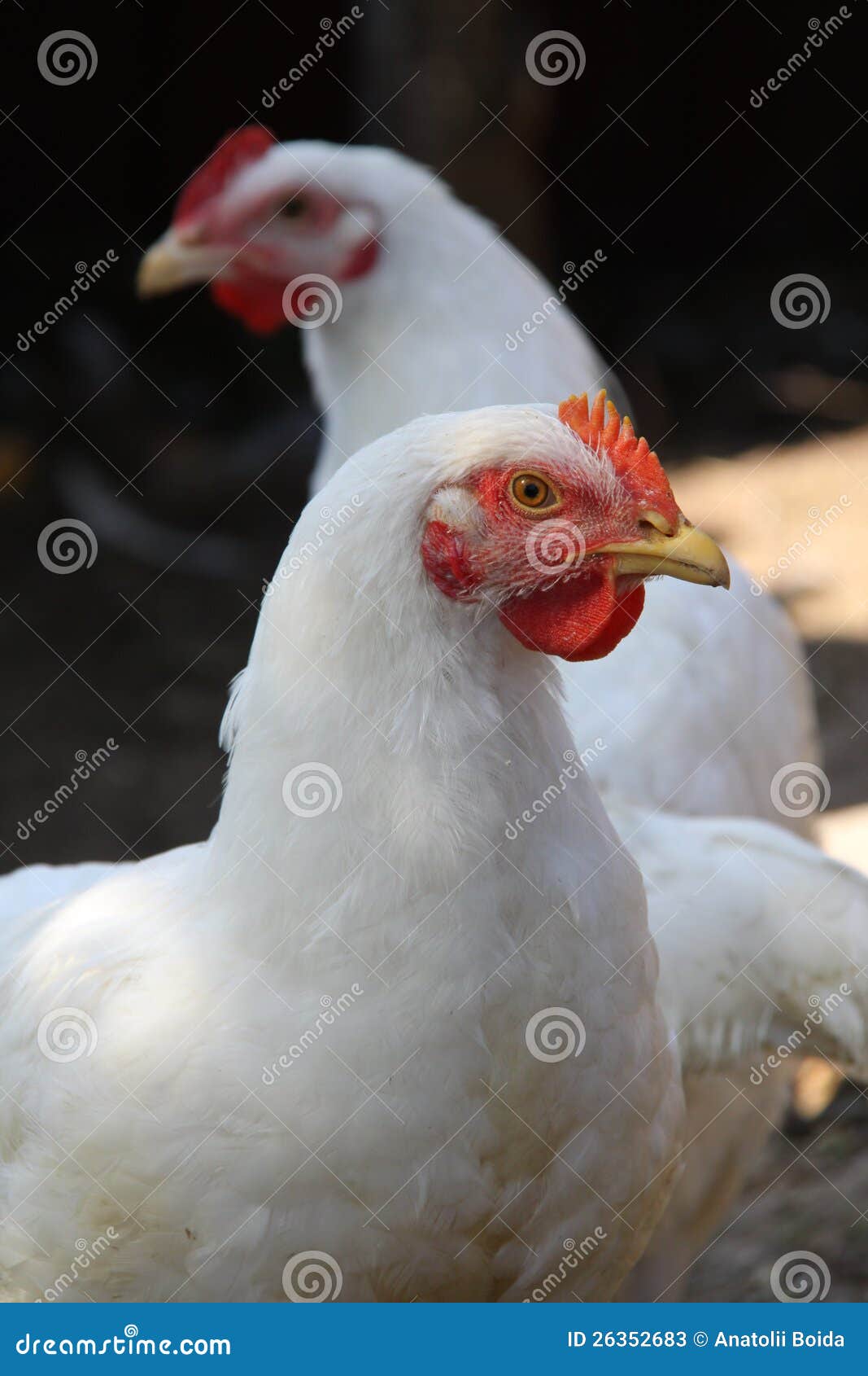 White Chickens of Meat Breed Stock Image Image of chickens, birds