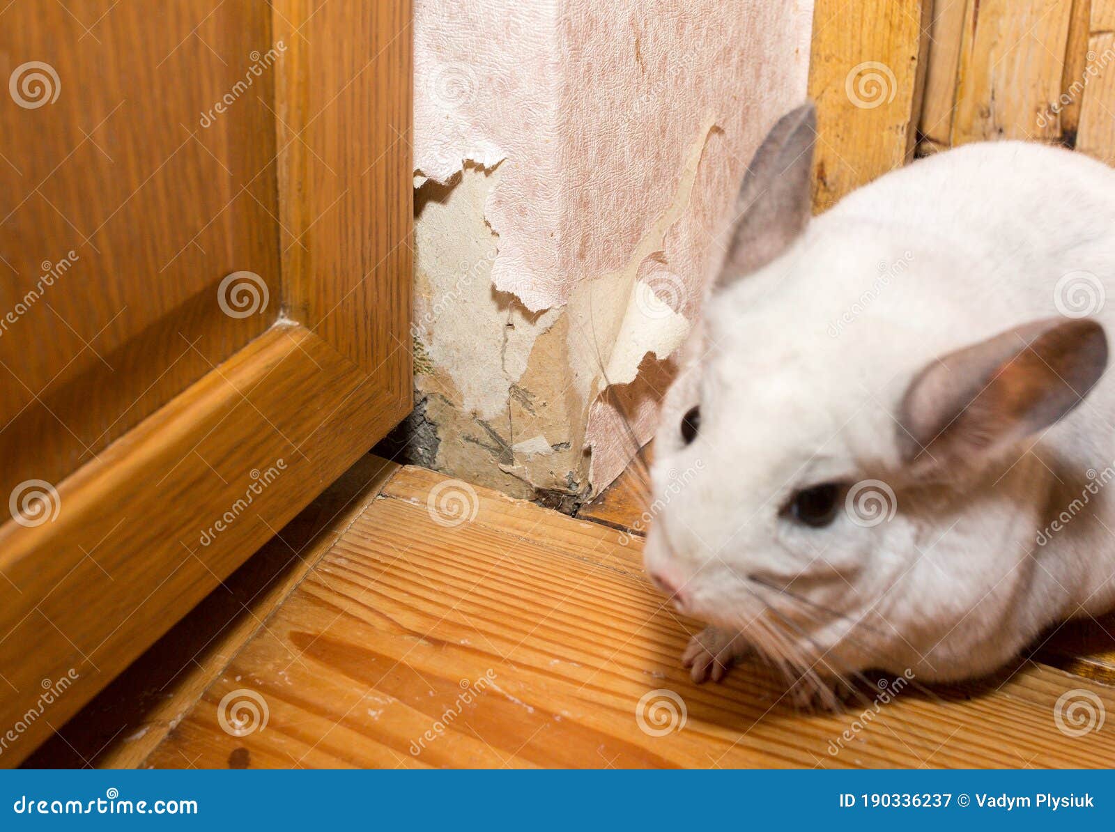 White Chinchilla is Eating the Wallpaper. Harmful Home Pet Stock Image