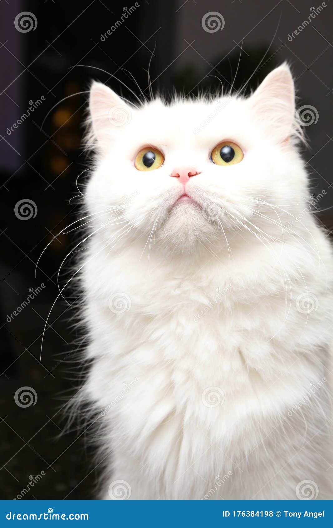 White Chinchilla Persian Cat Kitten Stock Photo Image of white
