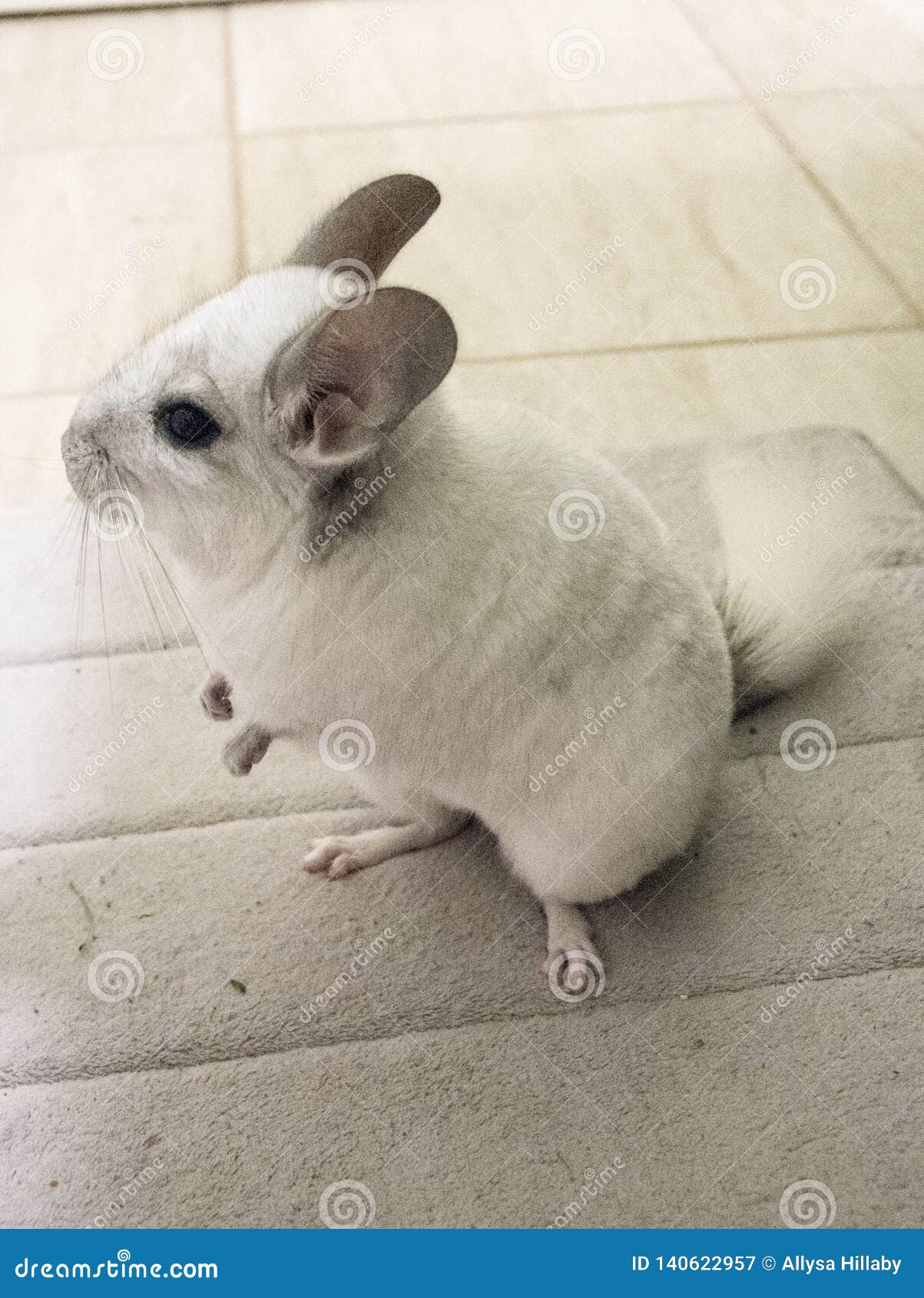 chinchilla white mosaic