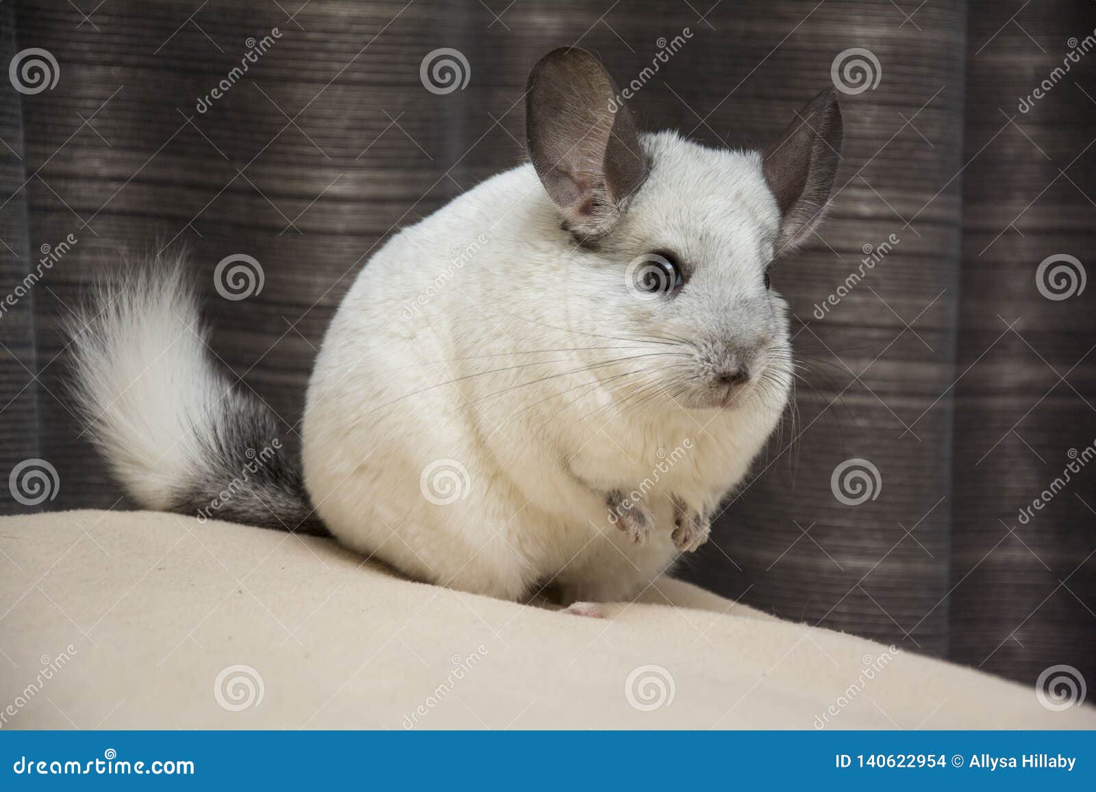 chinchilla white mosaic