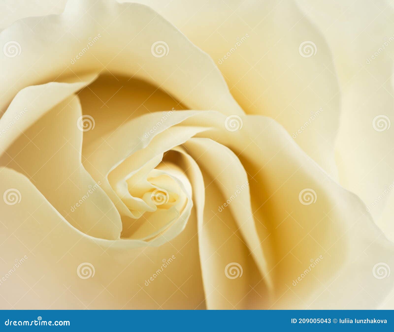 white chocolate or vendela rose petals close up with soft focus.