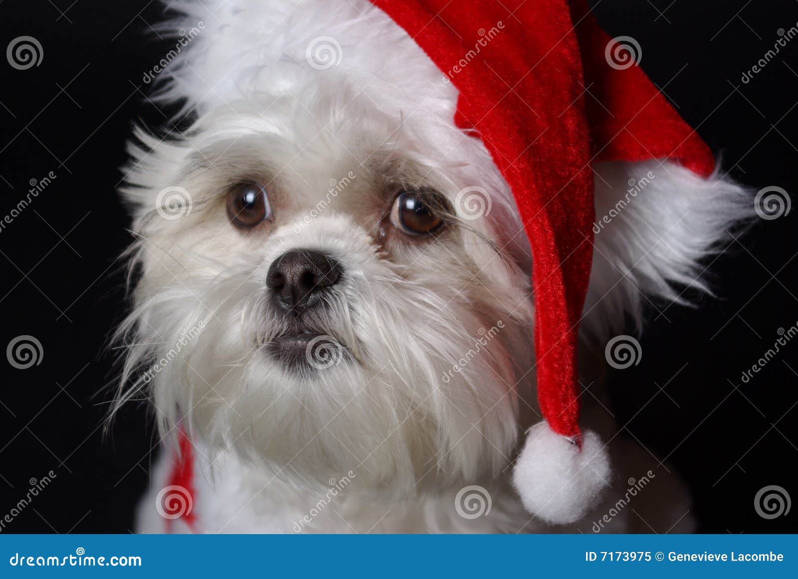 99+ Maltese Shih Tzu Mix White