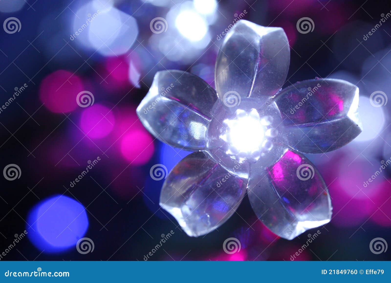White christmas flower stock photo. Image of white, flower 21849760