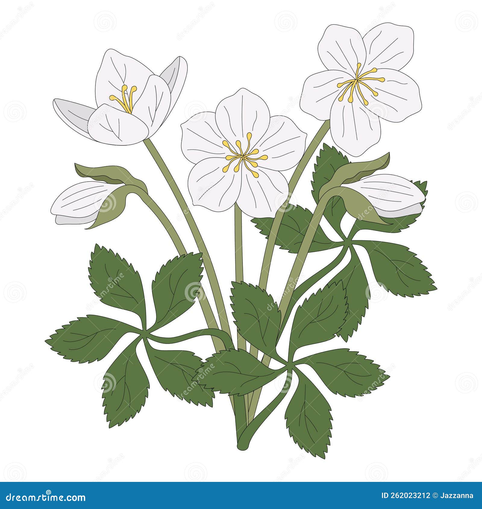 White Christmas Rose Vector Illustration Stock Vector Illustration of