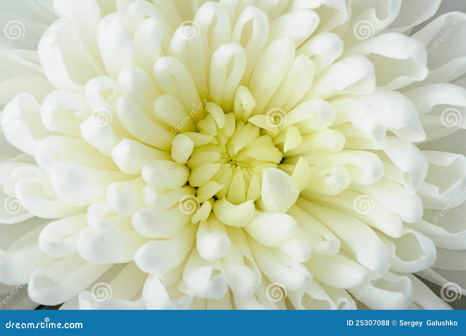 White chrysanthemum stock photo. Image of horizontal 25307088