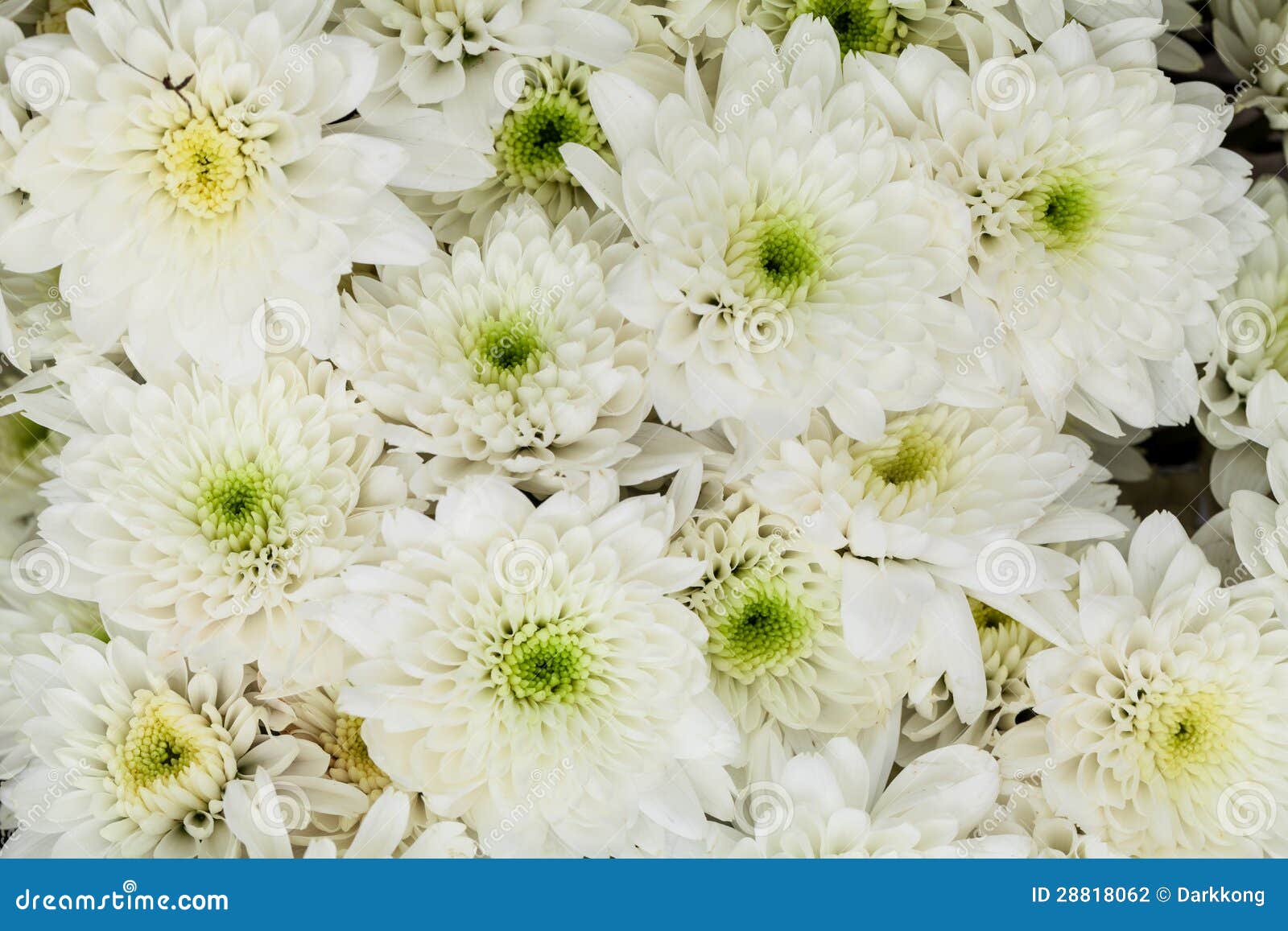 White chrysanthemum stock photo. Image of flower, arrangement 28818062