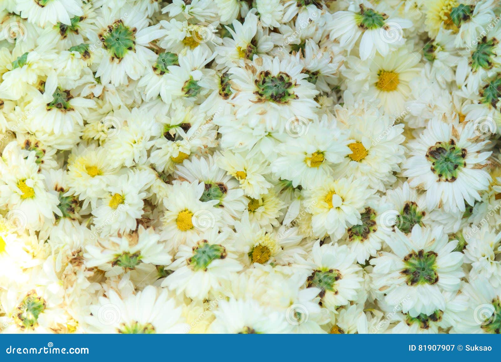 White Chrysanthemum Flower Stock Image Image Of Floral 81907907