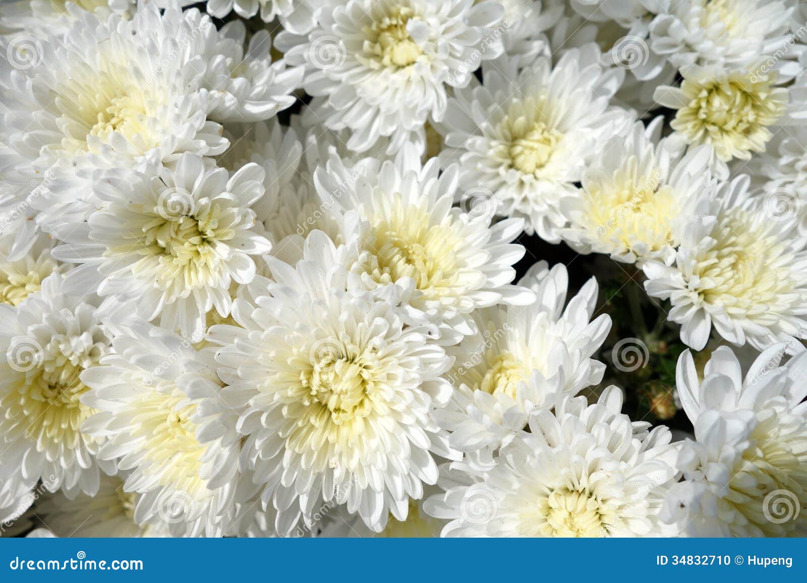 white chrysanthemum flowers