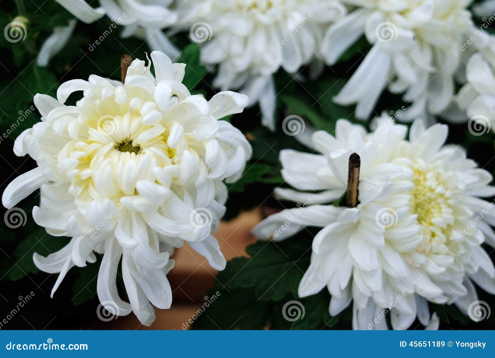 White Chrysanthemum stock image. Image of chrysanthemum 45651189