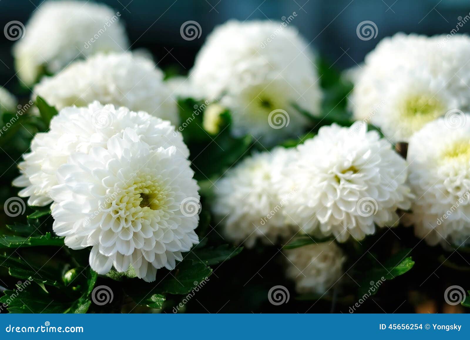 White Chrysanthemum stock photo. Image of style, flower 45656254