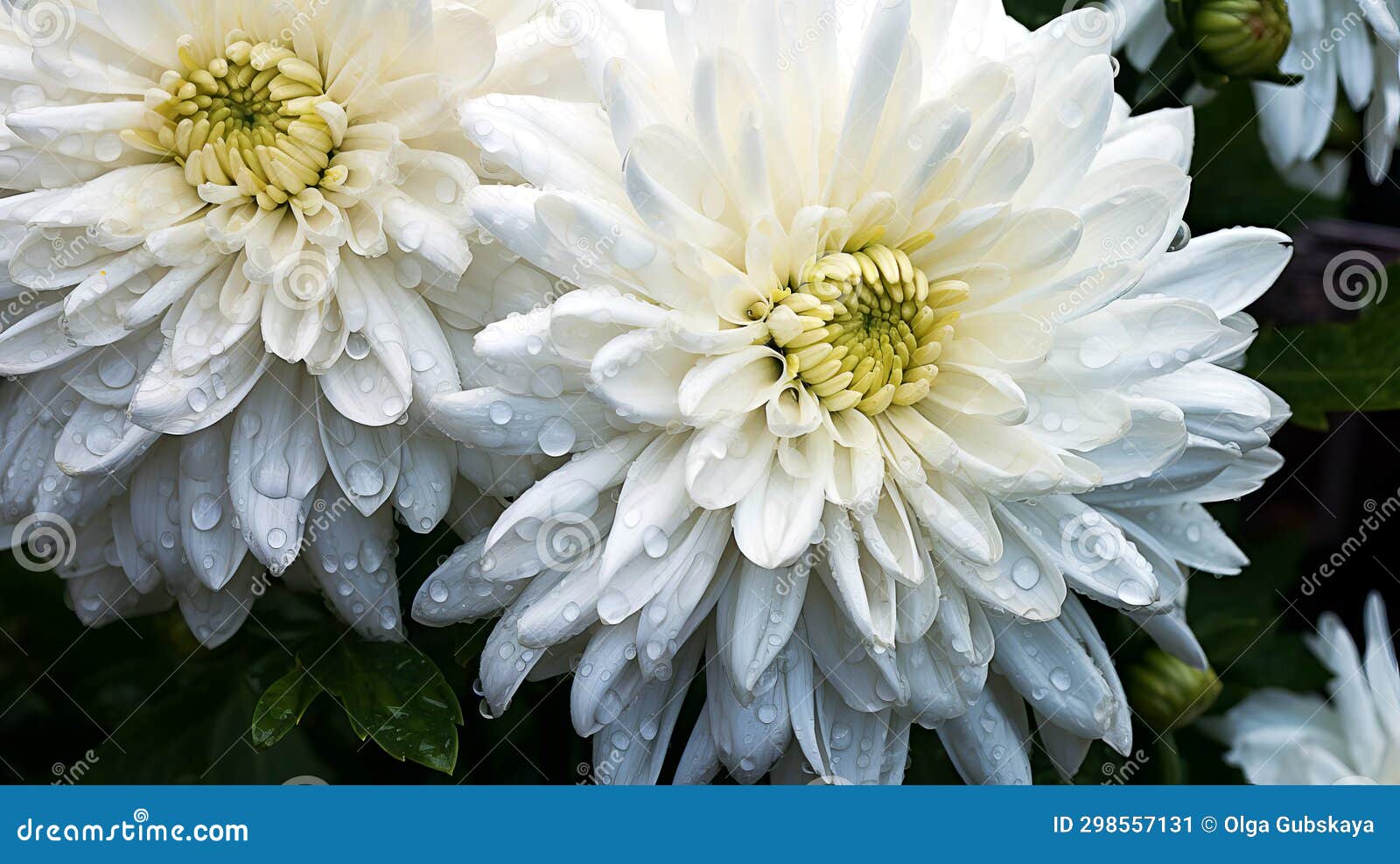 White Chrysanthemums Blooming in the Garden during the Rain. AI