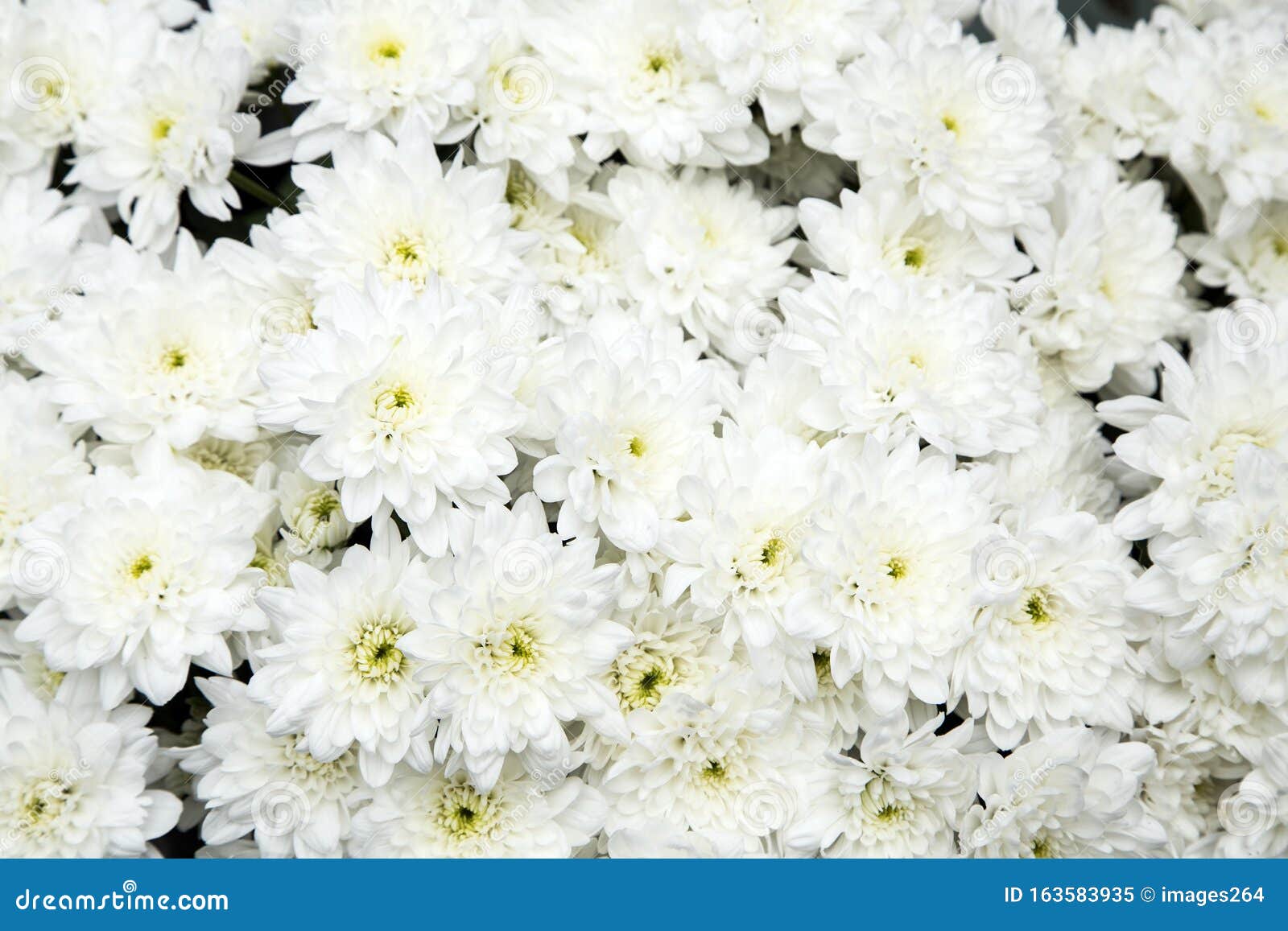 white chrysanthemum novel white chrysanthemum novel