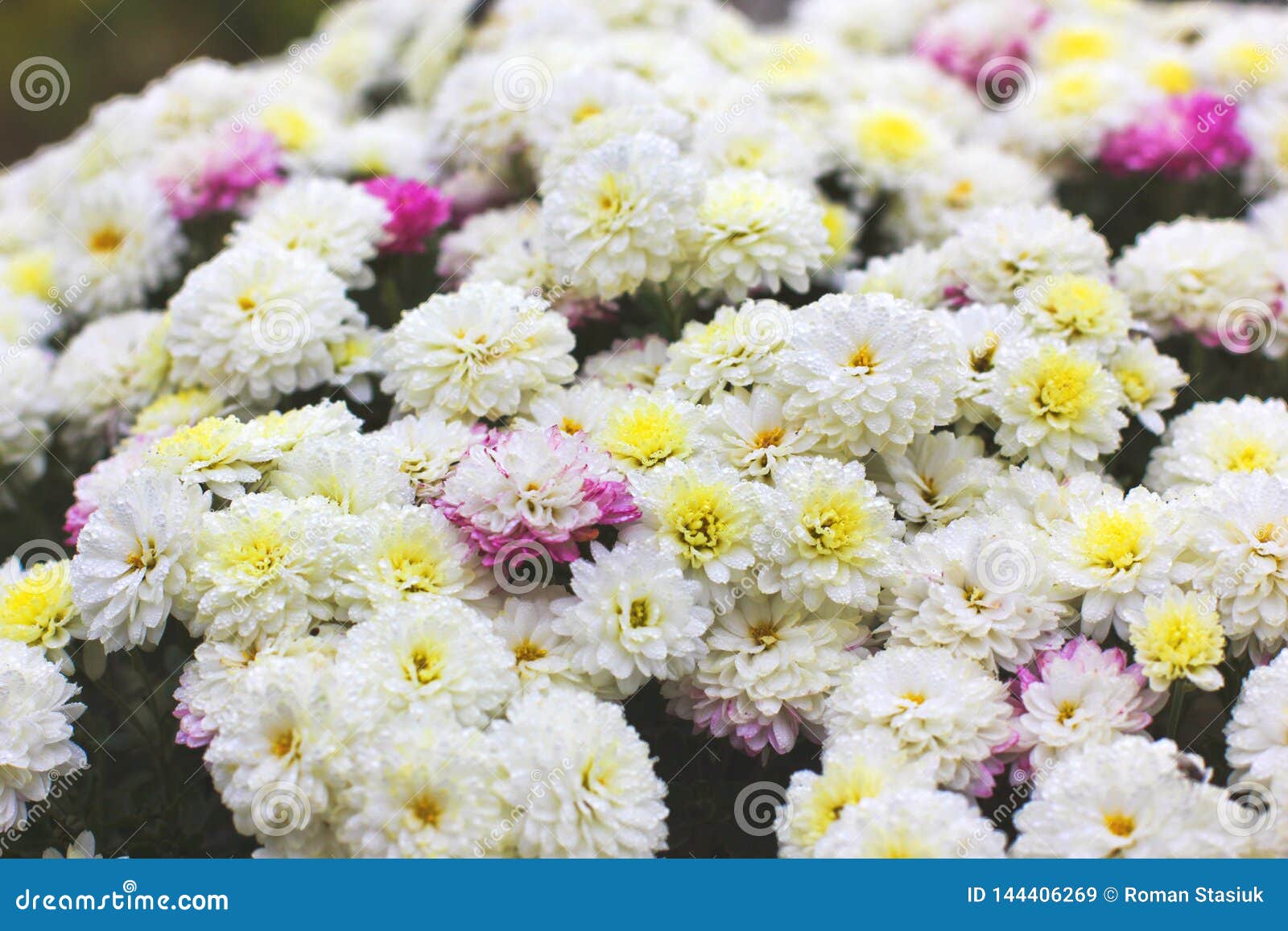 White Chrysanthemums in the Fall Stock Image Image of flora, lawn
