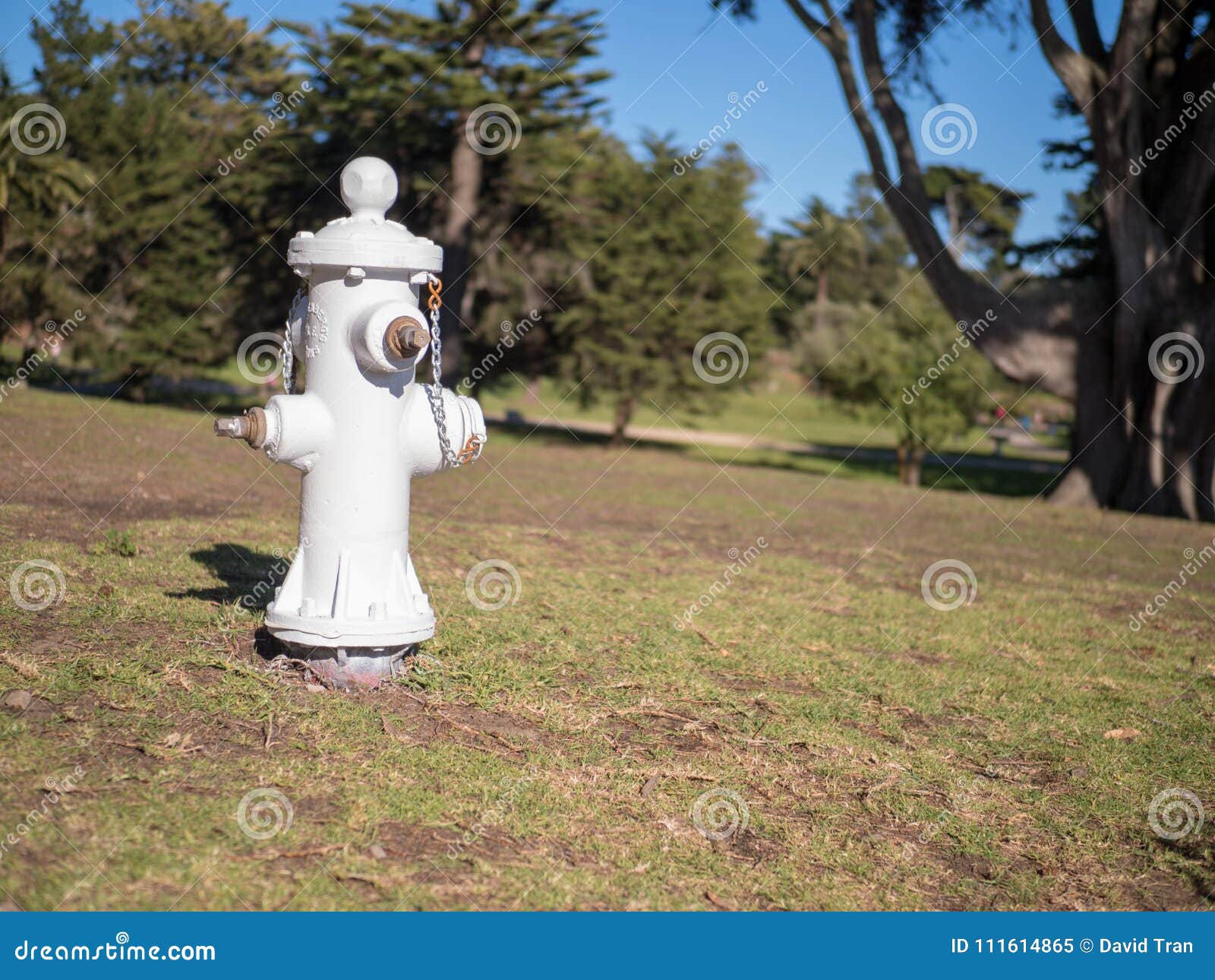 White Fire Hydrant in a Park Stock Image Image of trees, clean 111614865