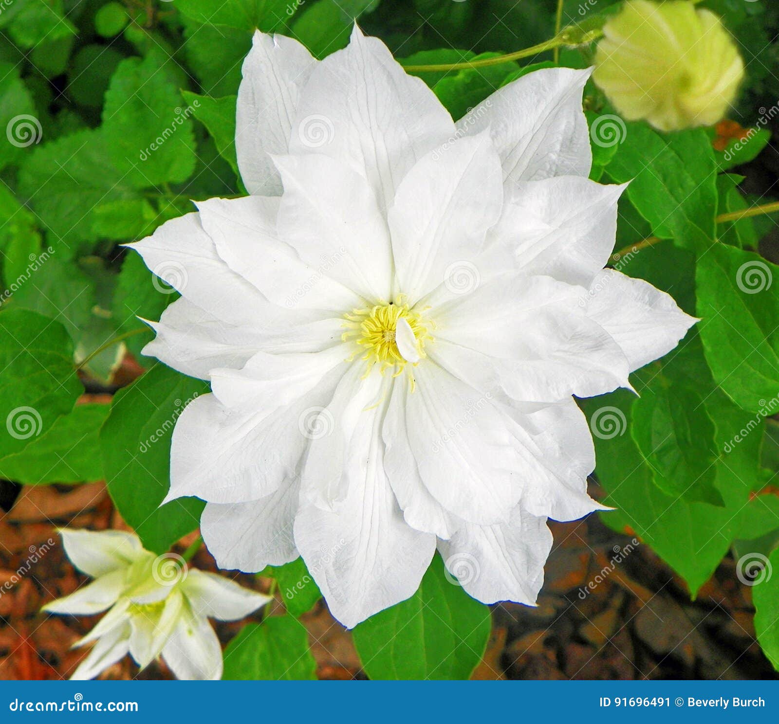 White Clematis stock image. Image of blossom, white, clematis 91696491