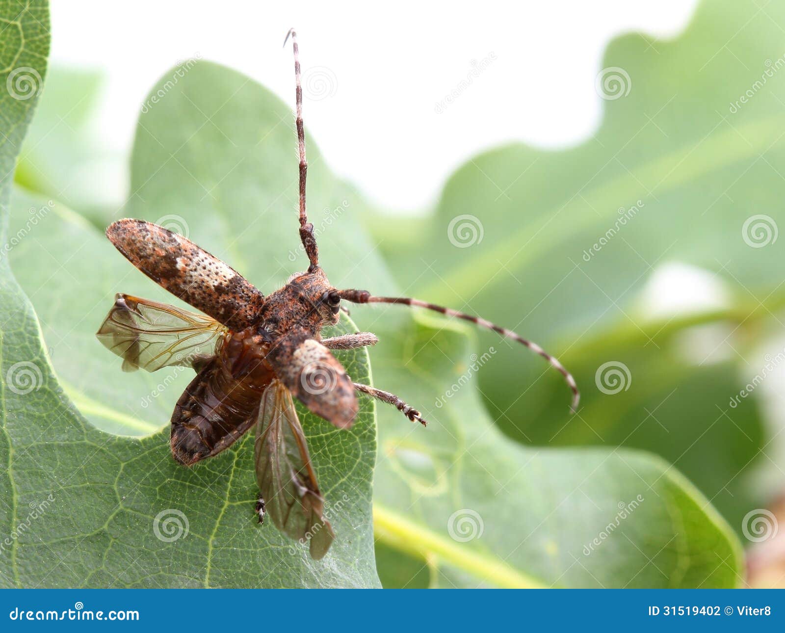Whiteclouded Longhorn Beetle Getting Ready To Fly Stock Photo Image of white, coleoptera