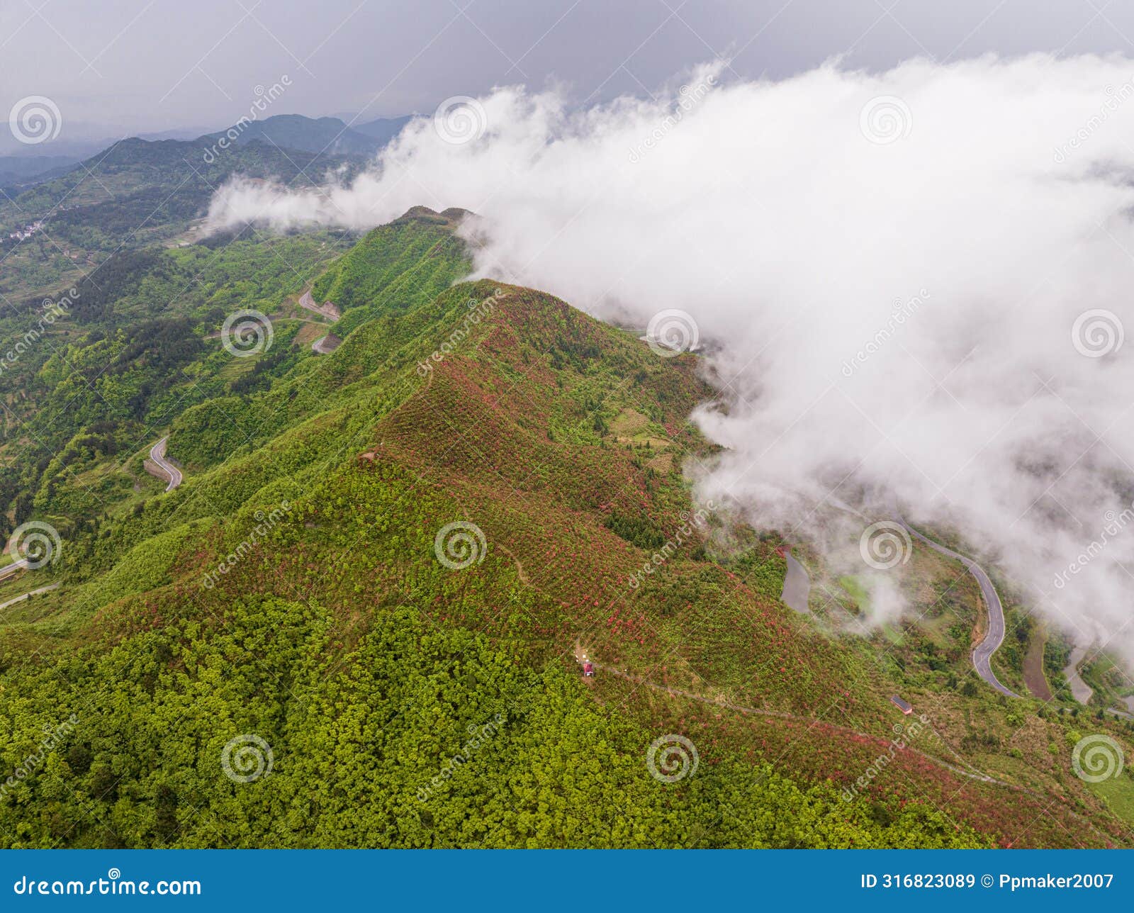 white clouds surround the azalea-filled hillside