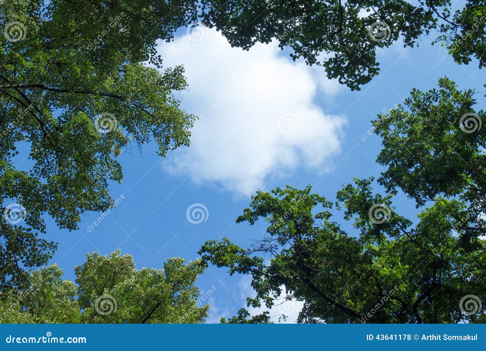white clouds surrounded by luxuriant trees against sky