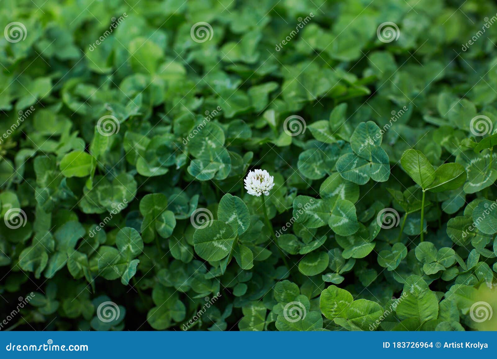 white clover, dutch clover, creeping amor trifolium repens