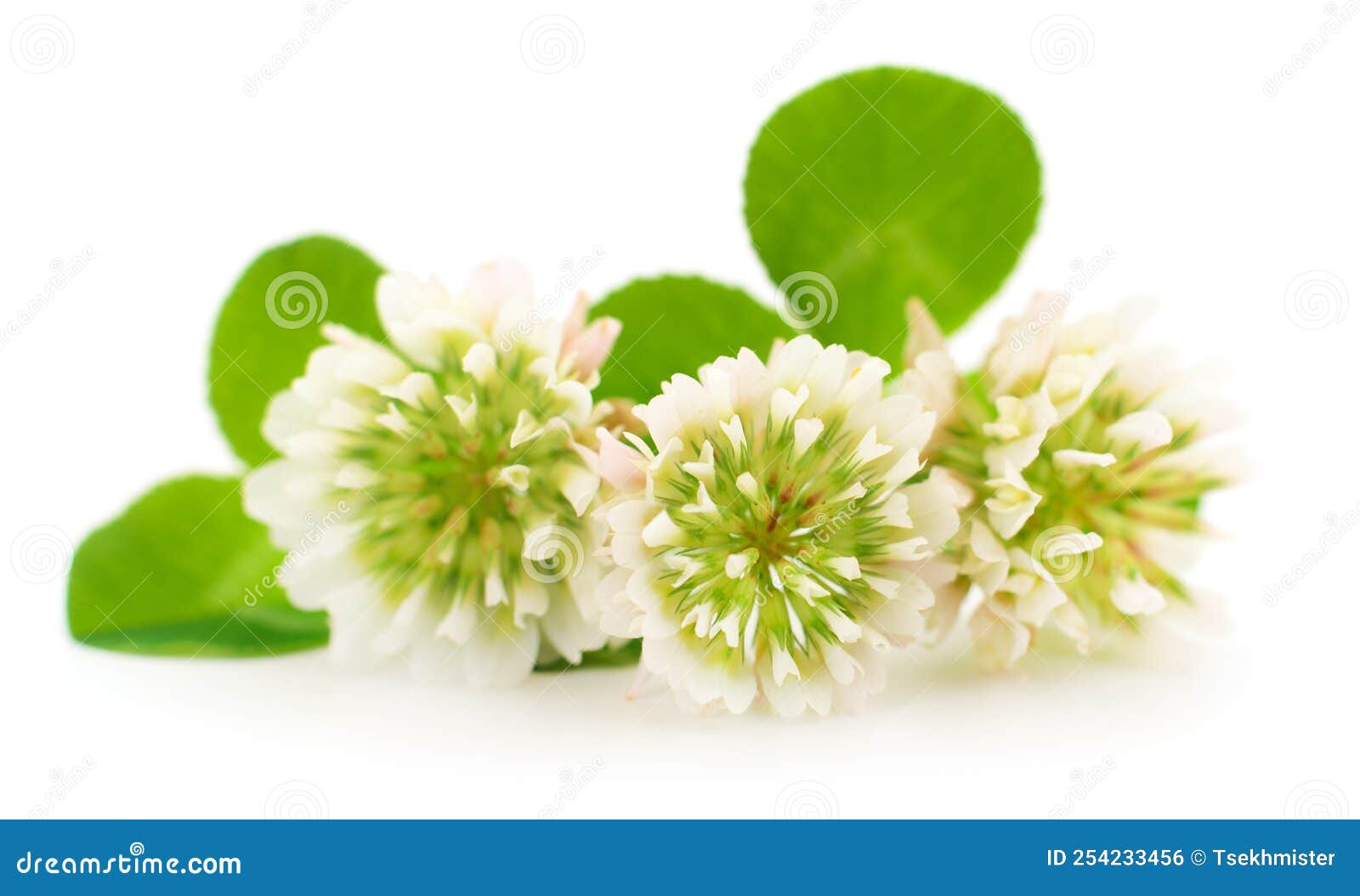 White clover flowers stock photo. Image of blossom, bloom 254233456