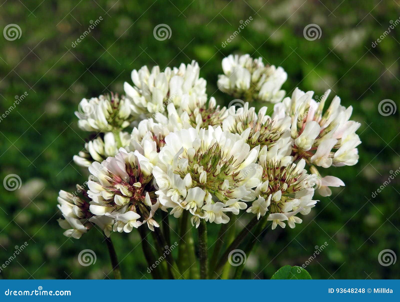 White Clover Flowers Bouquet Stock Photo - Image of yellow, pistil