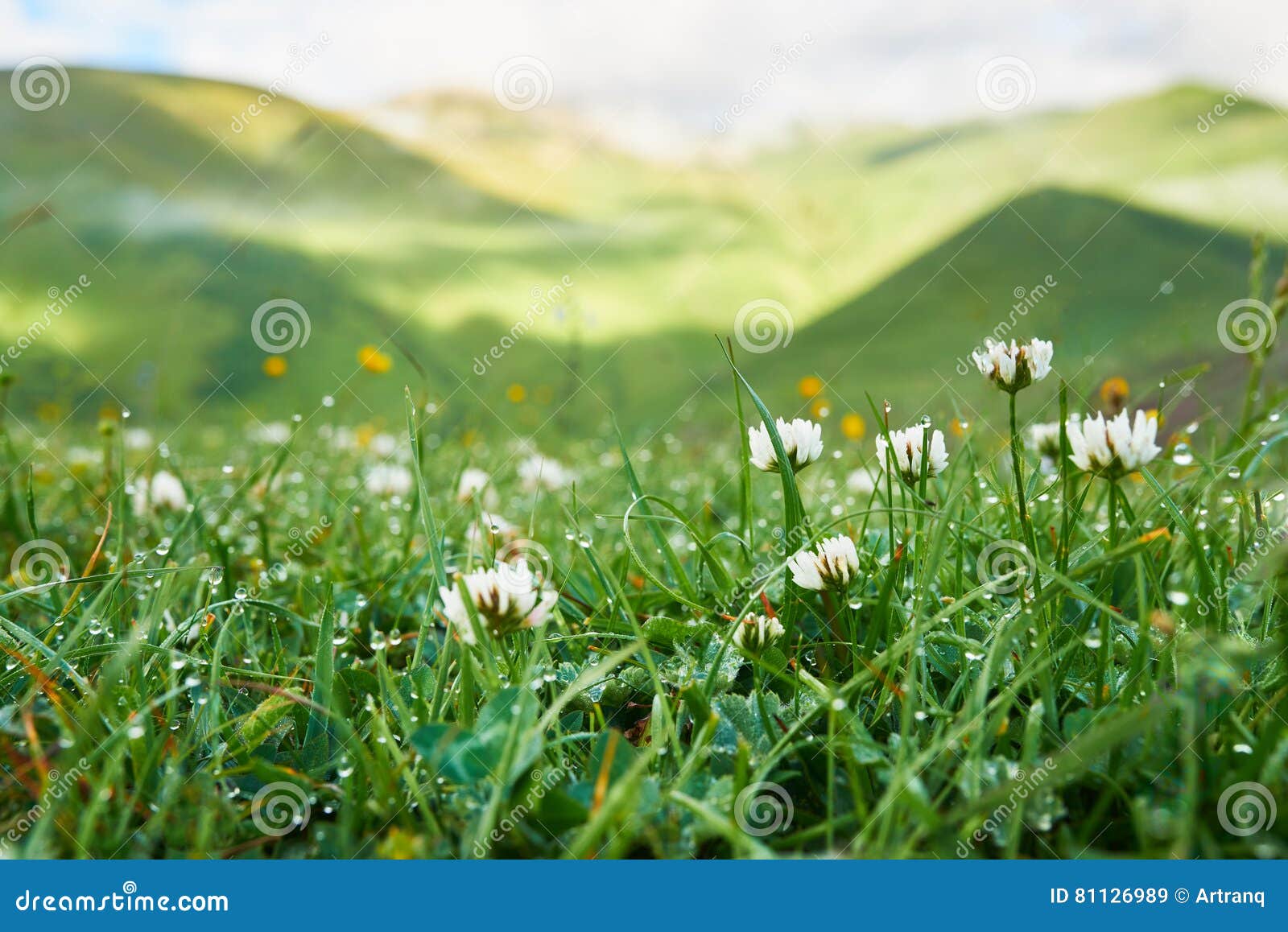 white clover flowers in the grass with dew early morning