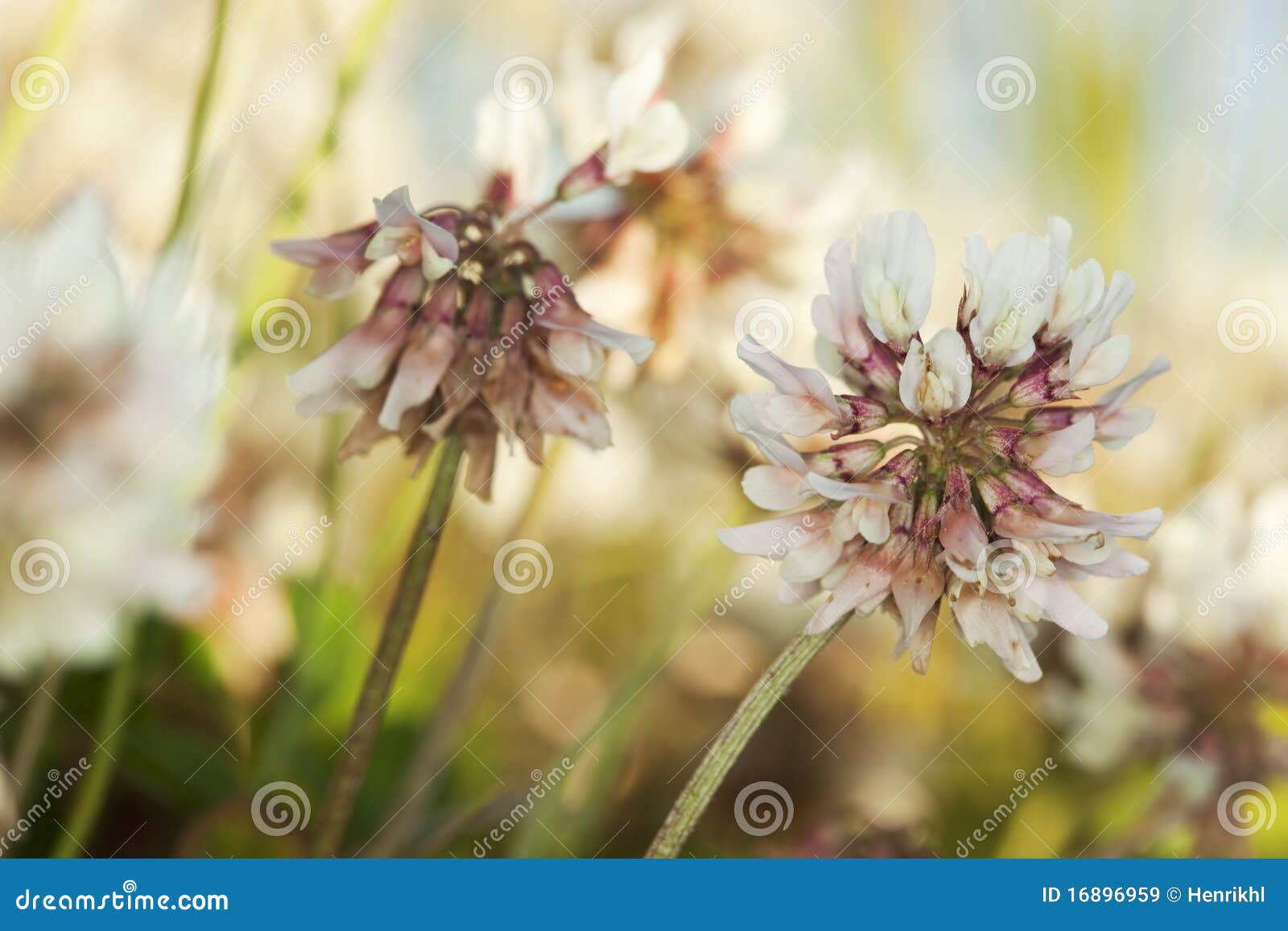 white clover (trifolium repens)