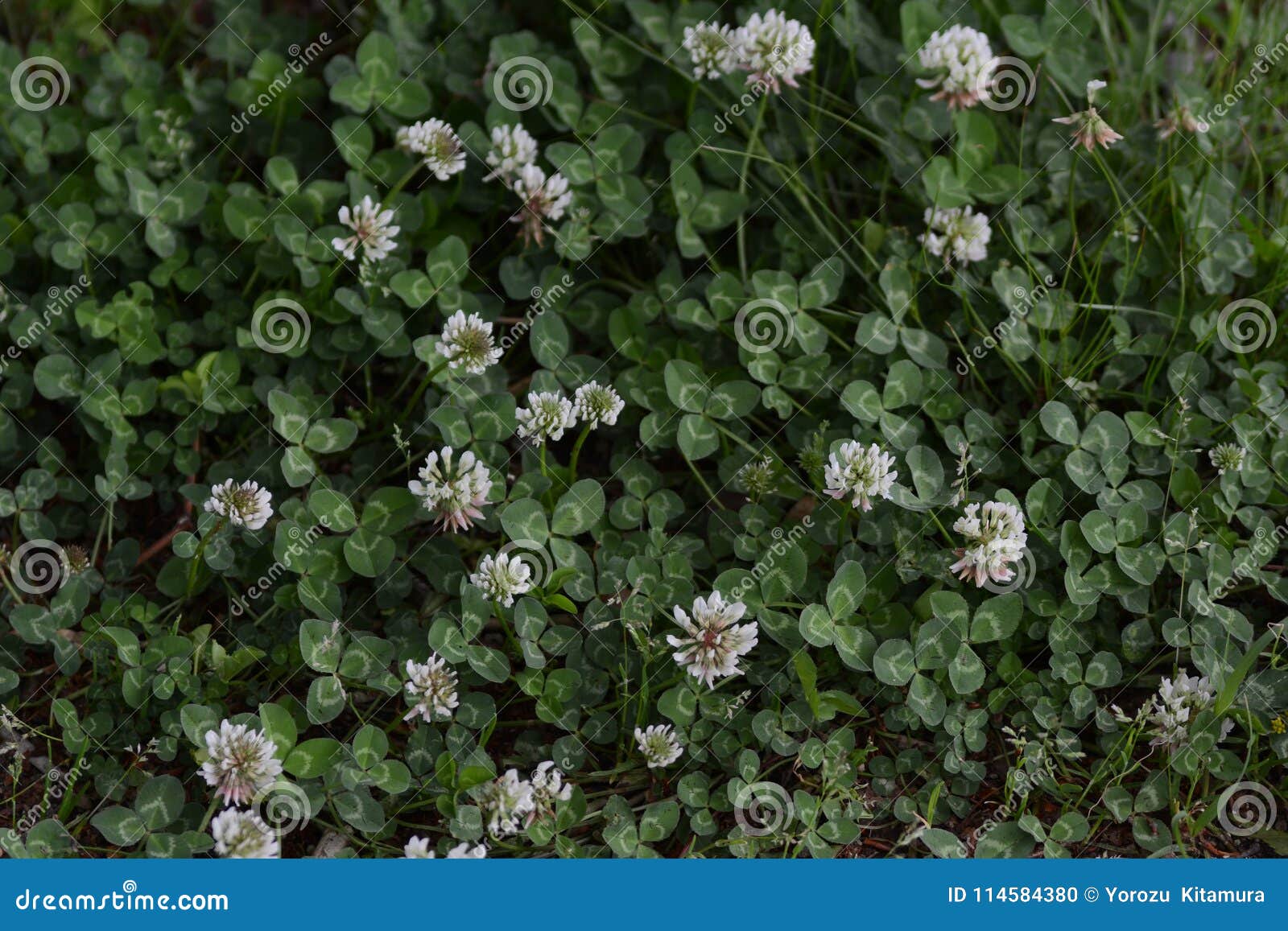 White clover stock photo. Image of season, leaf, beautiful 114584380