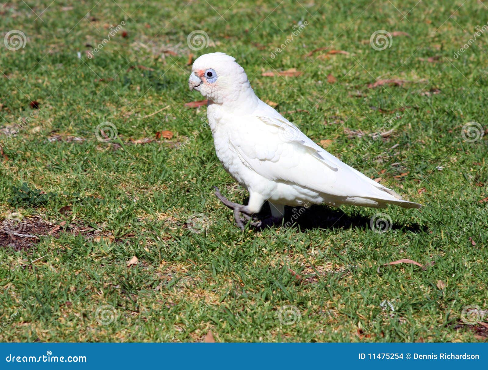 buy white cockatoo buy white cockatoo