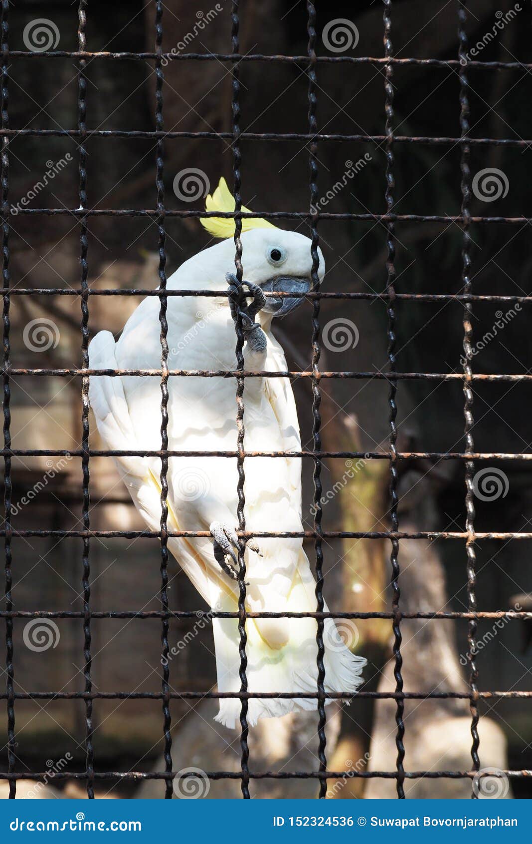 White Cockatoo Bird in Cage Stock Photo Image of sand, cockatoo