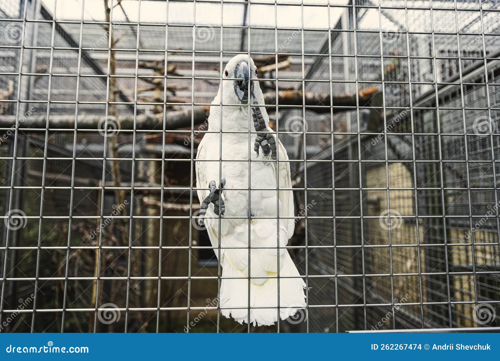 White Cockatoo in Cage at Parrot Zoo Stock Photo Image of attractive