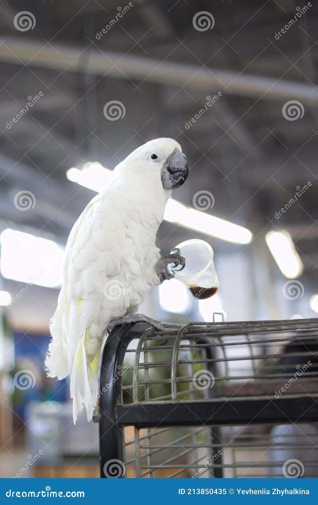 White Cockatoo Sits on Cage and Looks at the Camera and Drinks Coffee