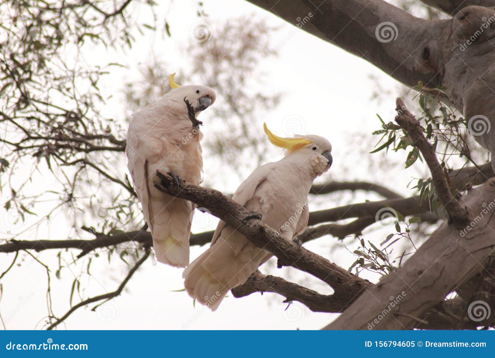 cockatoo sanctuary australia cockatoo sanctuary australia