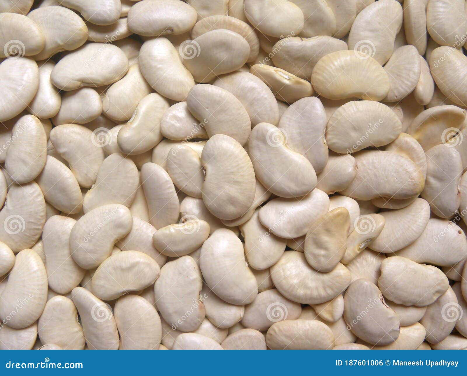 White Double Bean stock photo. Image of closeup, agriculture 187601006