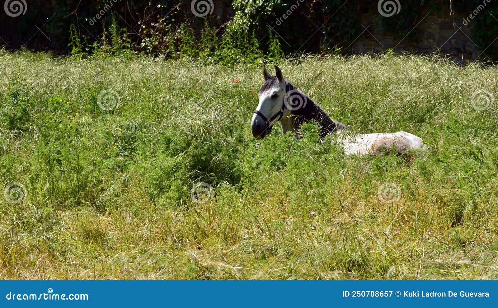 horse lying in the grass