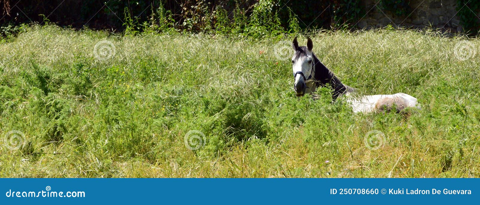 horse lying in the grass