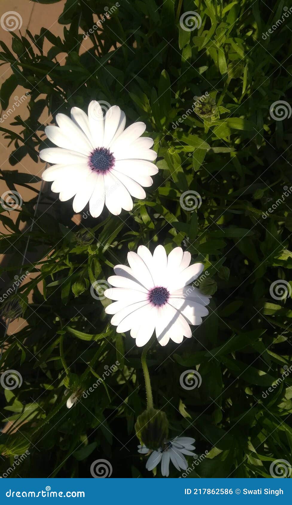 White colour flowers stock photo. Image of daisy, flowers 217862586