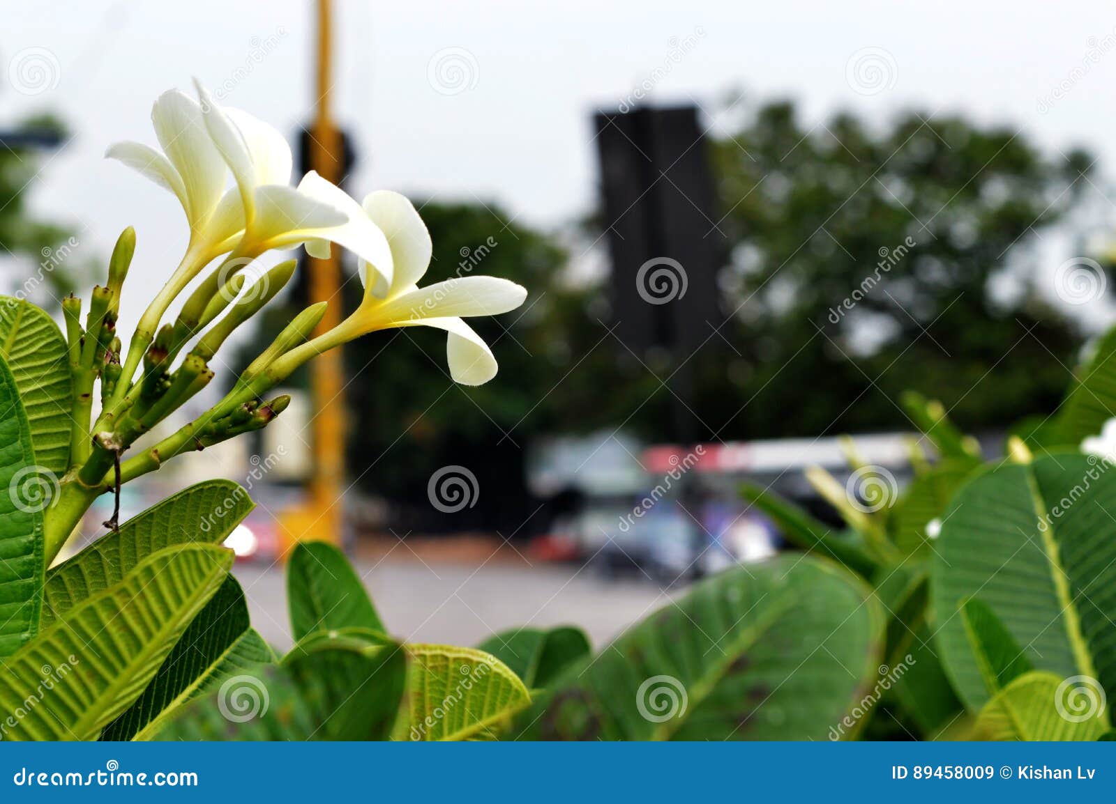 White colour flowers stock image. Image of plant, background 89458009