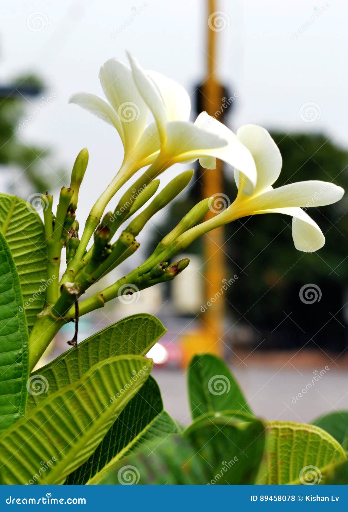 White colour flowers stock photo. Image of beauty, colorful 89458078