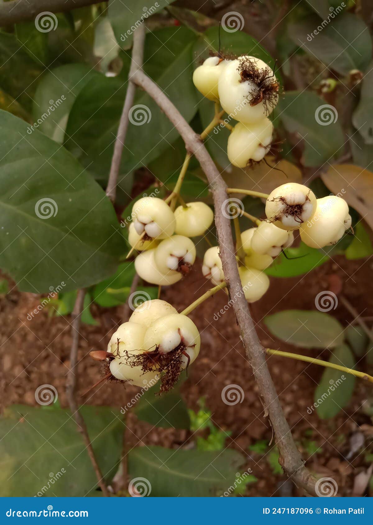 White Colour Watery Rose Apple Fruit Watery Rose Apple Plant Stock
