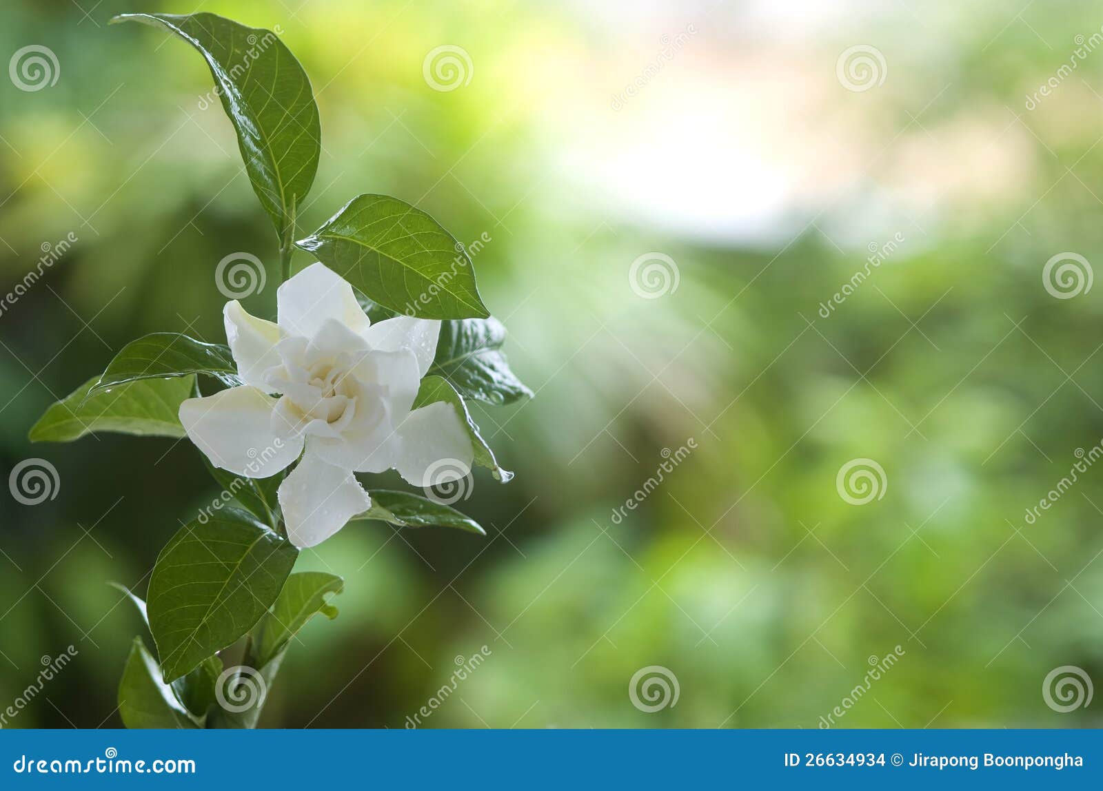 White Common Gardenia or Cape Jasmine Flower Stock Photo Image of