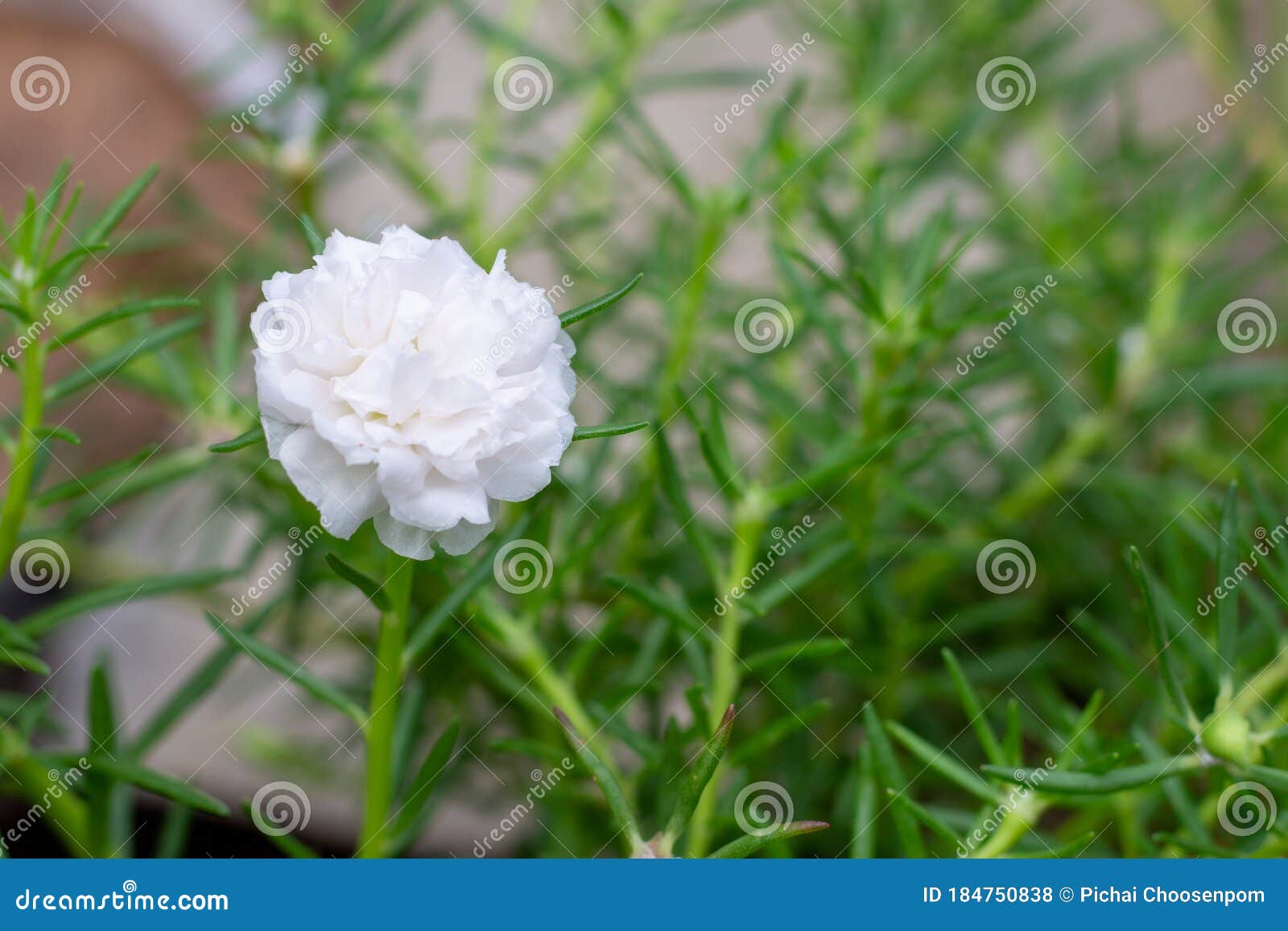 white common purslane(verdolaga, pigweed, little hogweed, pusley