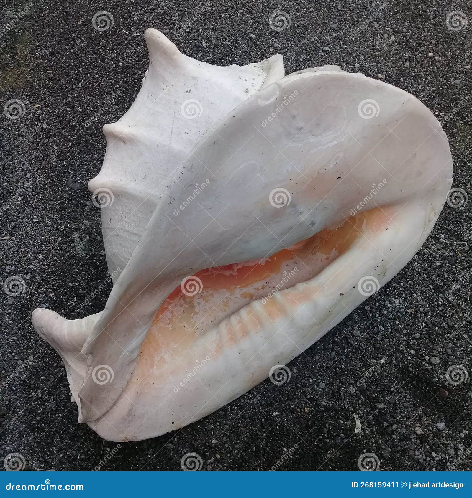 White conch shell stock image. Image of sand, black 268159411
