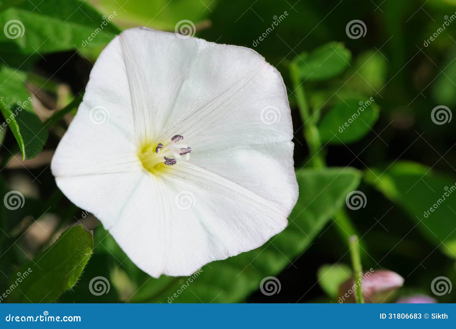 white convolvulus (bindweed) flower close-up